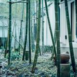 蔵から眺める中庭の竹林 / 2