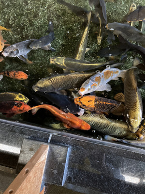 お風呂の側の池には鯉がいて人面魚がいる