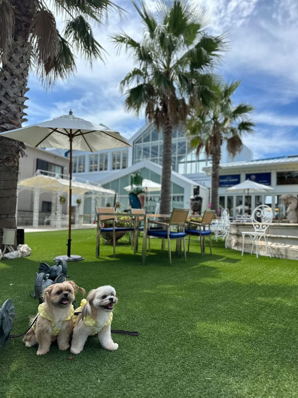 doro.cottonさんの写真 / 1