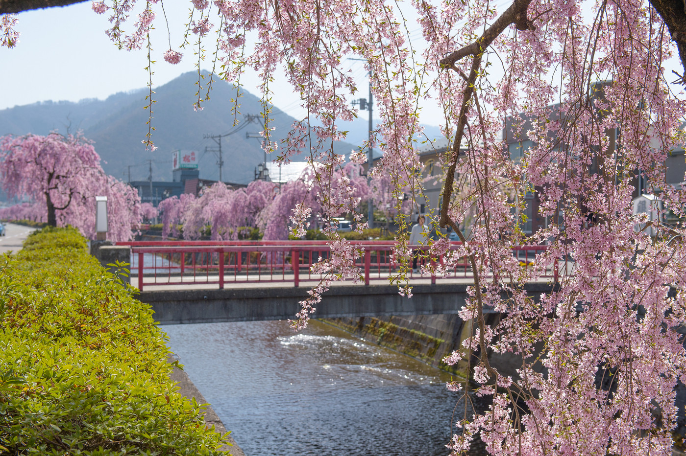 枝垂れ桜 天童市倉津川