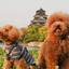 【広島】愛犬やペットと一緒に楽しい旅を♡おすすめホテル5選
