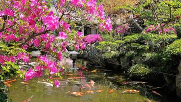 日本庭園 / 20