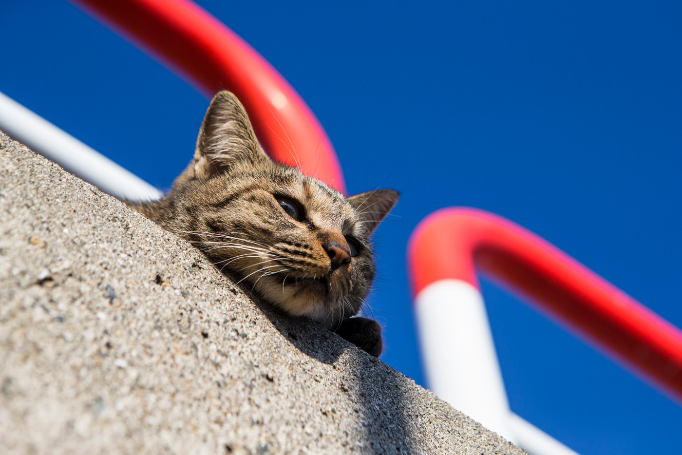 癒される猫