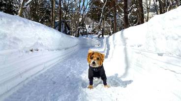 ペット同伴可 / 30