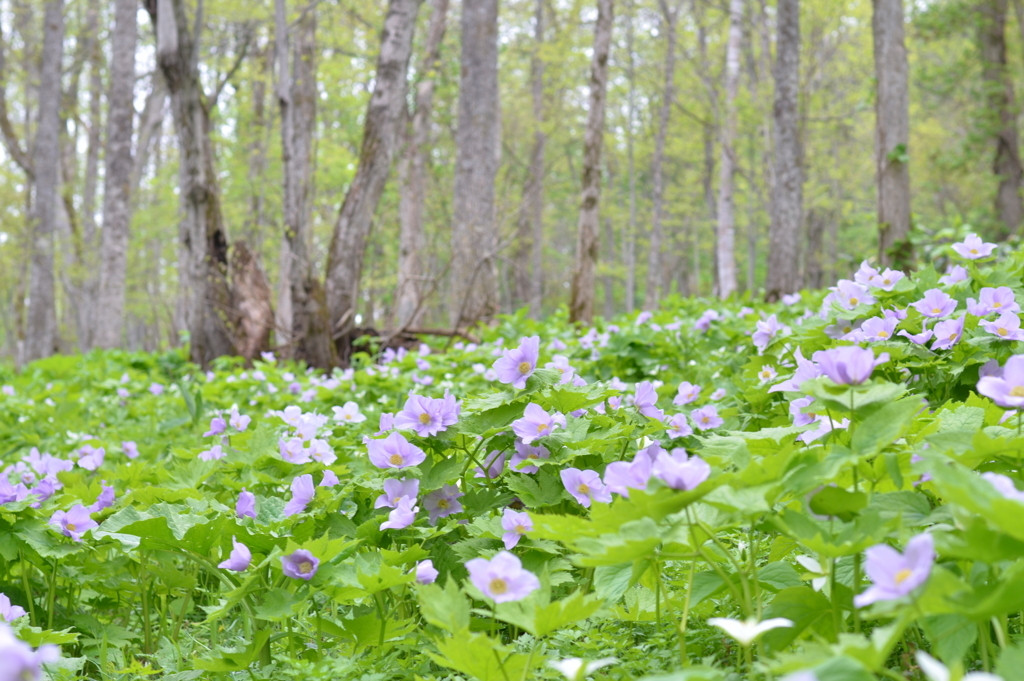 2.嵐山公園／嵐山展望台2004309