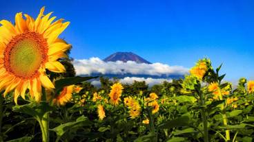 ランド ビュー / 26