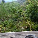 藍風（アイカゼ）