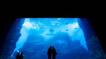 仙台うみの杜水族館 大水槽 / 6