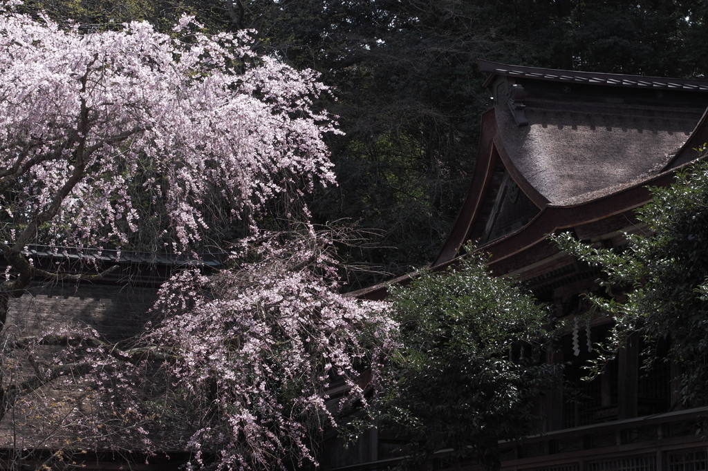 【世界遺産】 吉野水分神社1071099