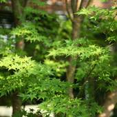 宮之城温泉 手塚ryokan（鹿児島県 旅館） / 5