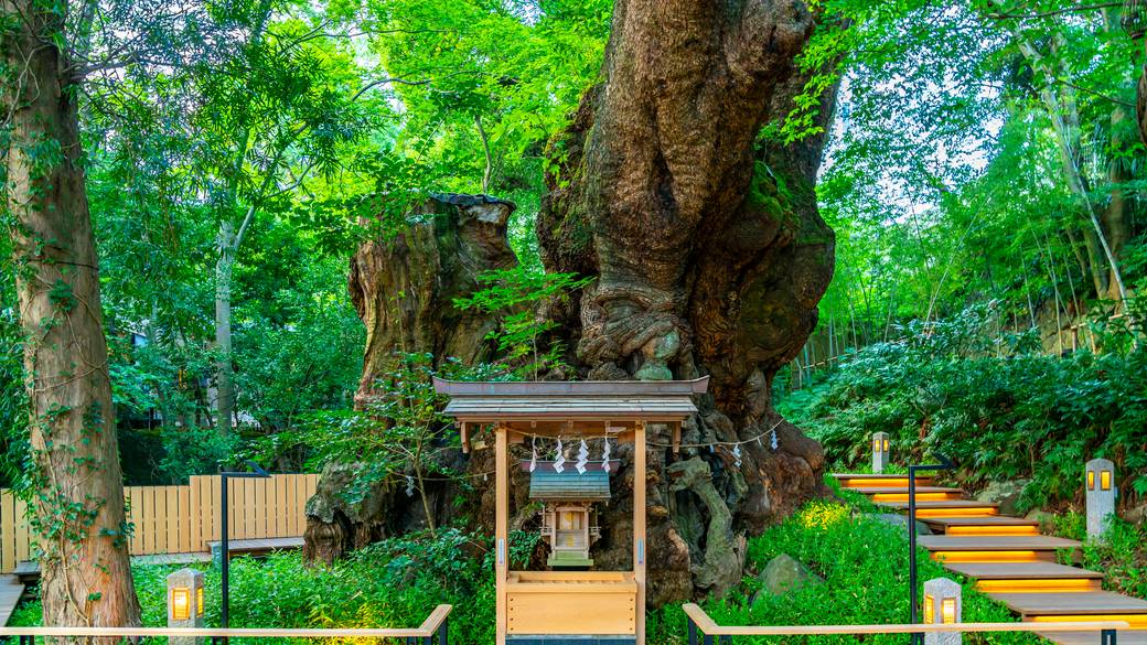 「來宮神社」の大楠に
パワーをいただく / 2