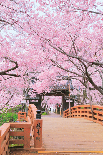 列車に揺られ春の伊那路へ。スロートラベルで楽しむ、私たちだけの特別な一日♩1835135