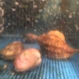 築地青空三代目 本店(ツキジアオゾラサンダイメ)