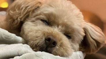 ペット同伴可 / 4