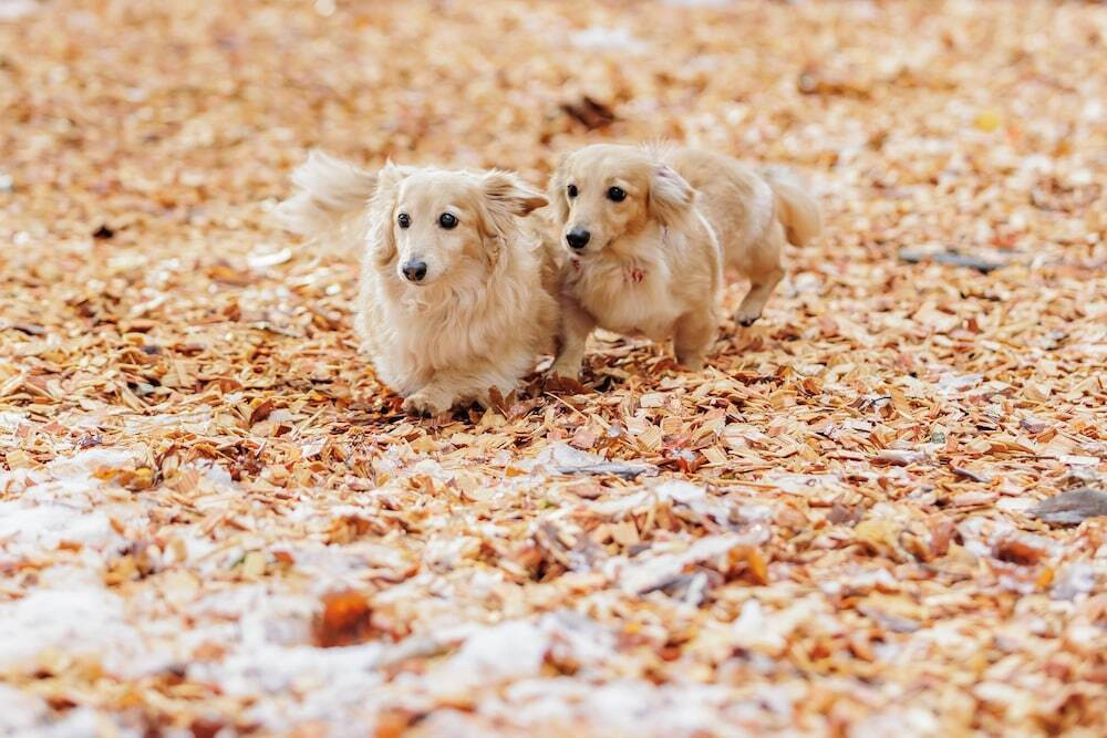 ペット用設備・サービス