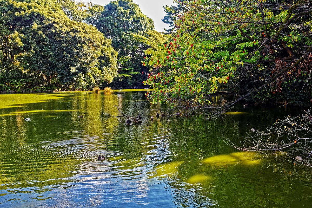 新宿御苑・池①