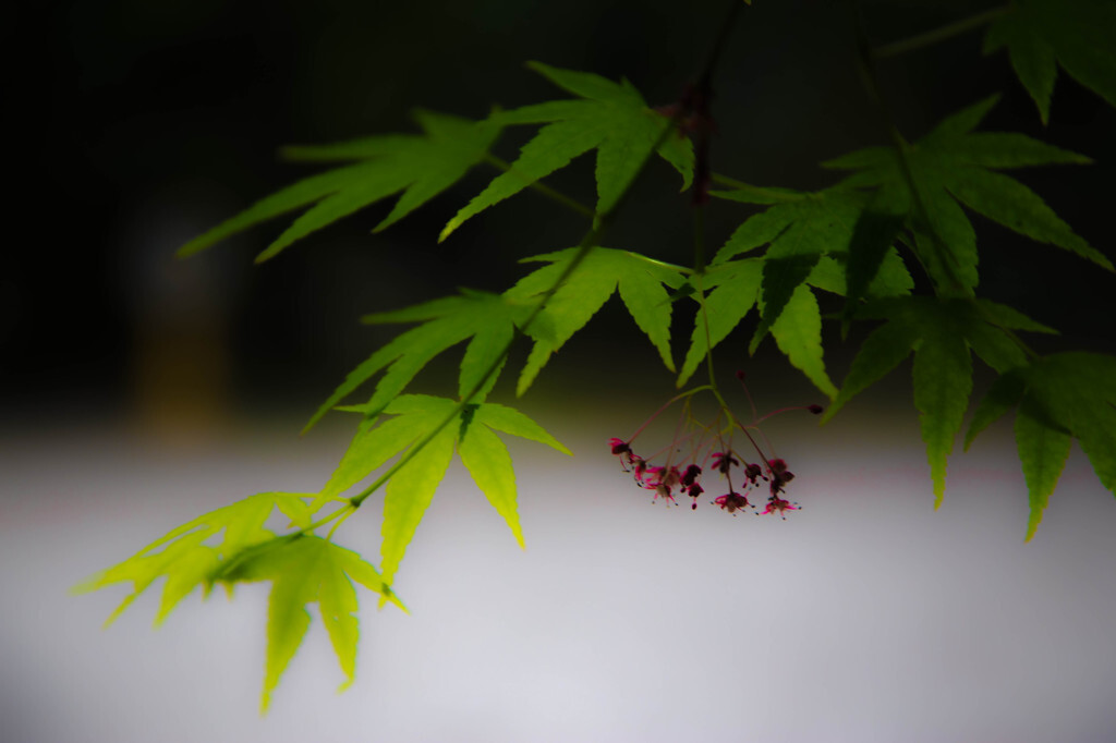 糺の森（ただすのもり）1584688