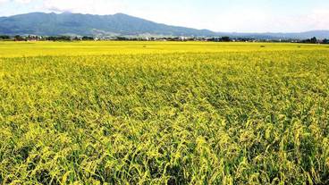 マウンテン ビュー / 7