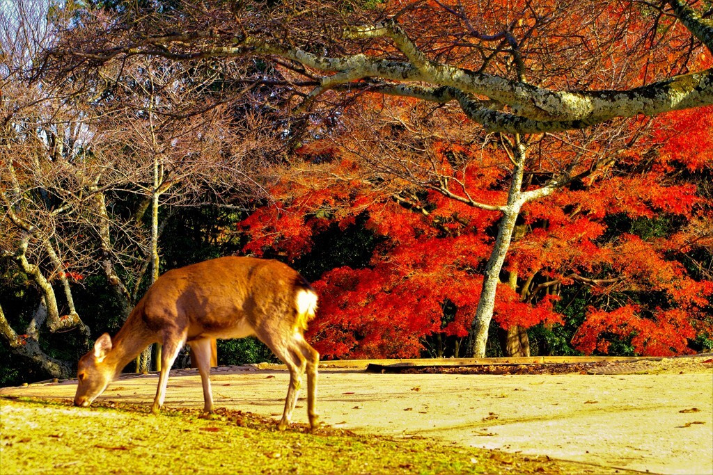 奈良公園2400483