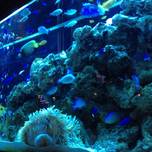 女子会やデートに！まるで水族館のような東京のレストラン厳選5店