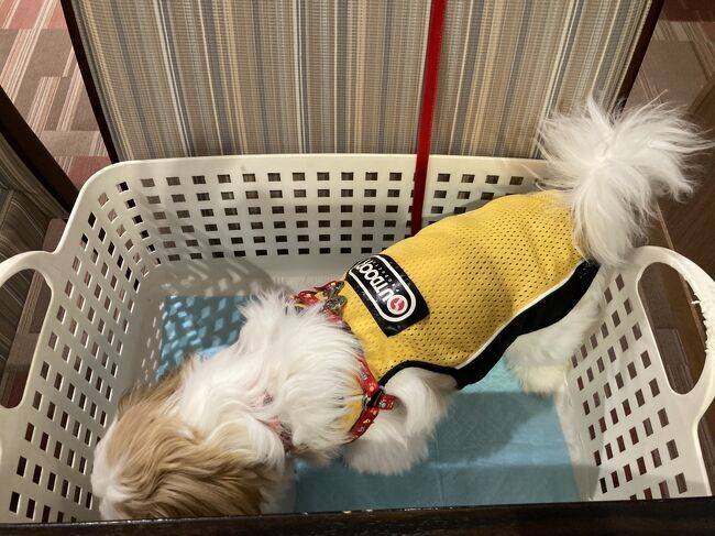 小型犬用のカゴ / 5