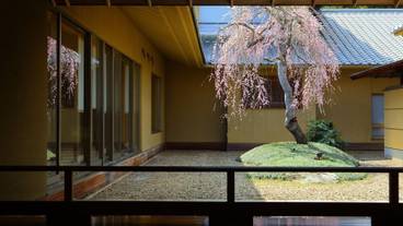 中庭のしだれ桜 / 19