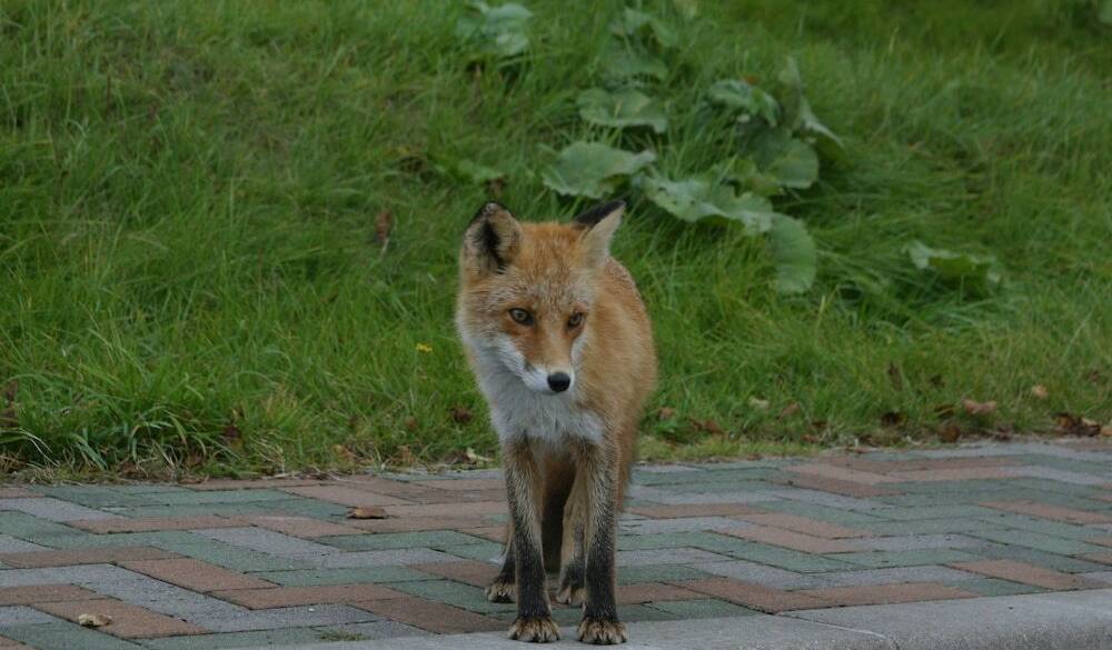 野生動物／キタキツネ / 5