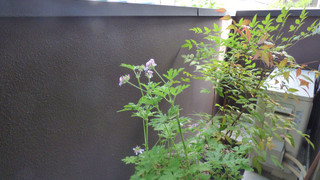 洋室ツインルーム