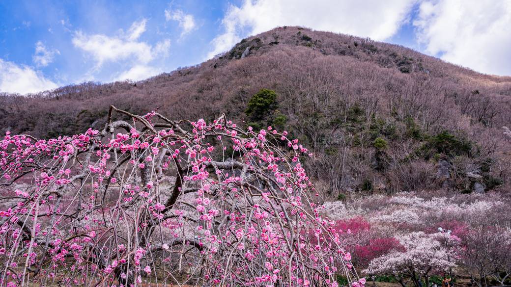 湯河原梅林 / 2