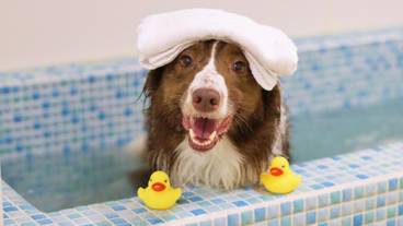 ドッグスパの湯船① / 4