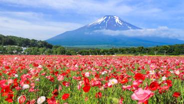 山中湖花の都公園 / 3
