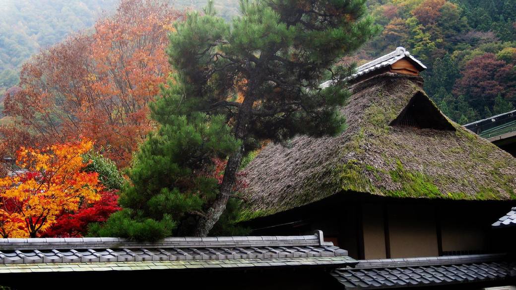 茶室のかやぶき屋根 / 5