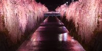 【天童温泉】意外と近い！山形の名湯でカップル温泉旅。おすすめ旅館8選