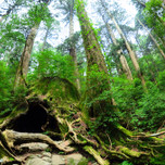 屋久島の自然をめいっぱい楽しめる!子連れ旅におすすめのホテル・旅館7選