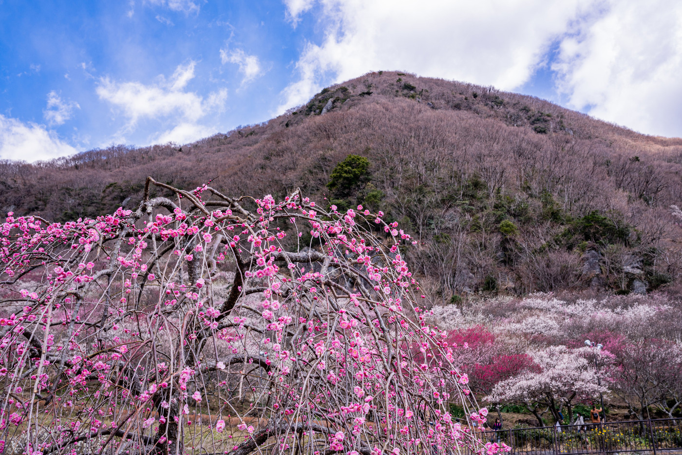 （神奈川県）湯河原梅林　梅の宴