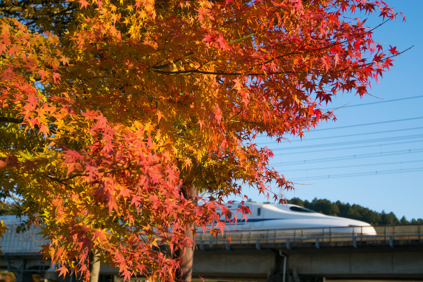 東海道新幹線N700系と紅葉