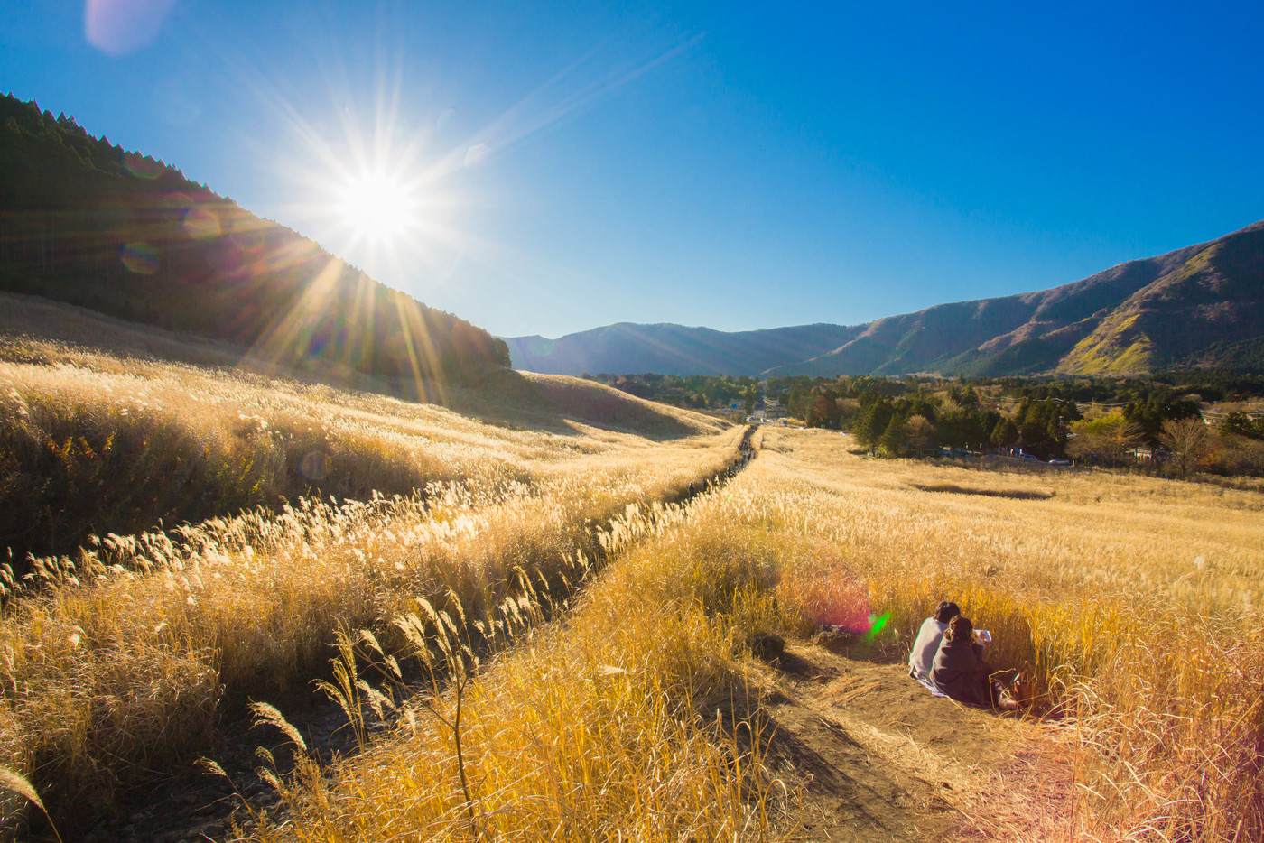 仙石原の黄金色に輝くススキ草原とカップル