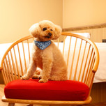 【岡山】ペットと泊まれるホテル・旅館7選！愛犬とさらに思い出を