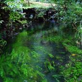 はなれの宿 千の森（熊本県 旅館） / 4