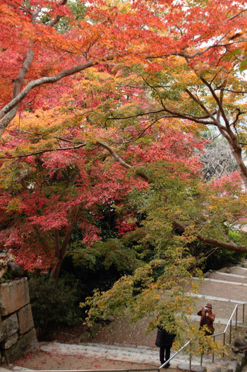紅葉の見ごろは11月中旬～12月上旬22094