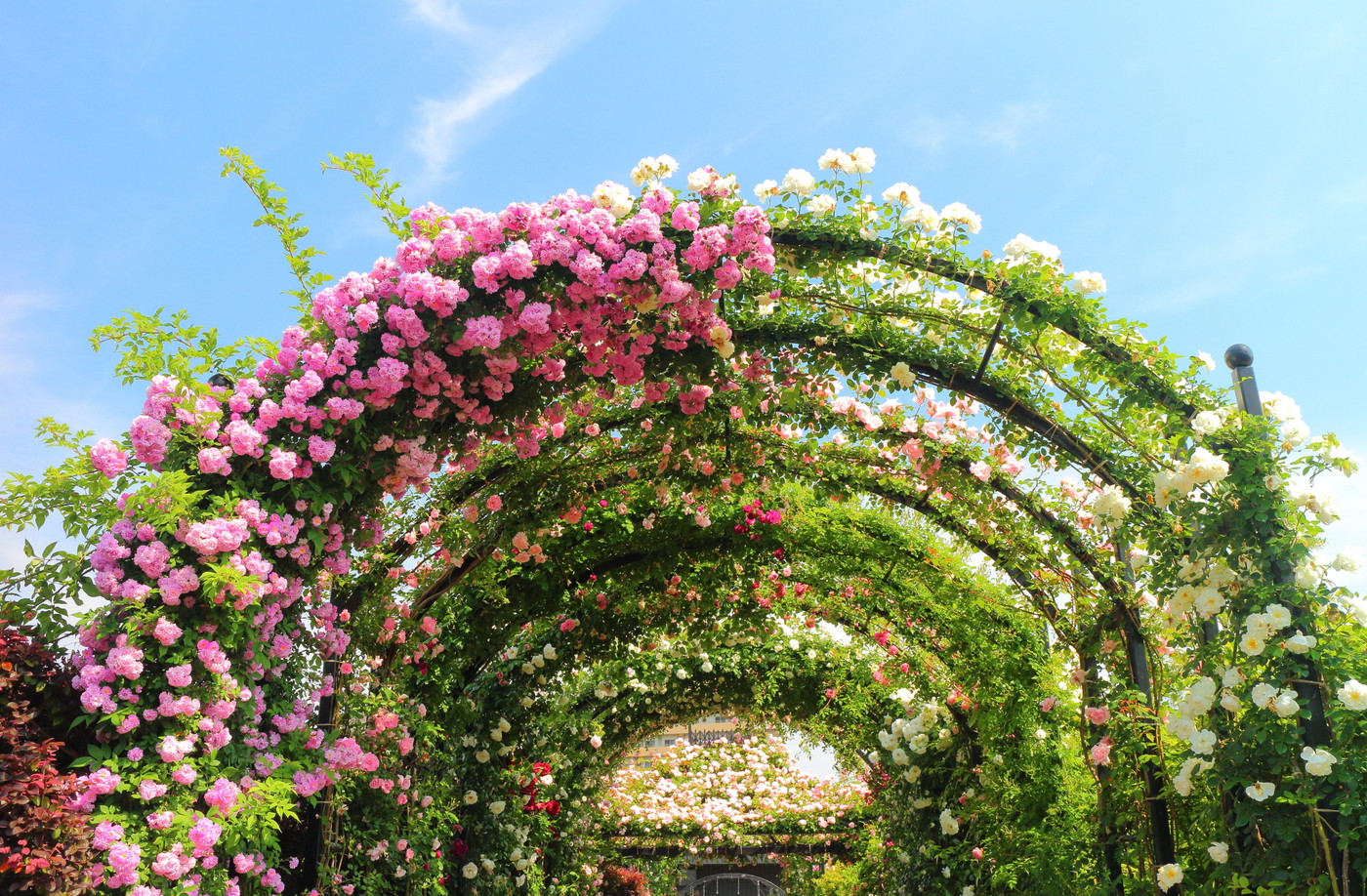 横浜イングリッシュガーデンの薔薇