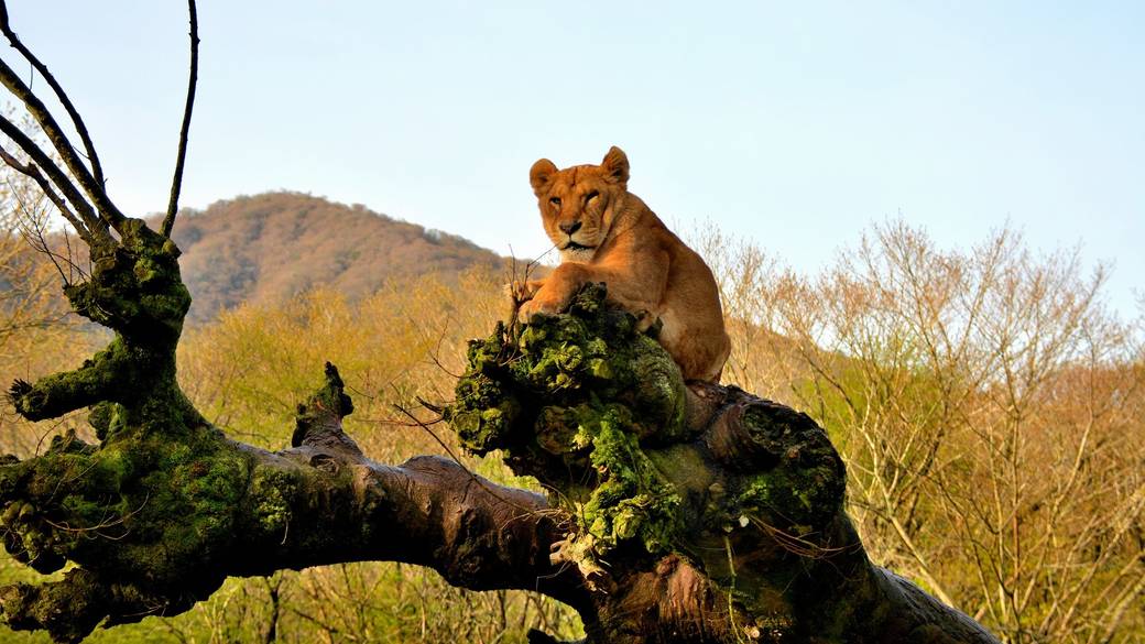 富士サファリパークで
動物たちと大接近！ / 2