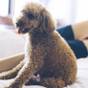 ≪早割30／愛犬と泊まれる客室≫お早めのご予約で最大3千円引！夕朝お部屋食＆ドッグラン完備で安心♪ | 坐山 みなかみ