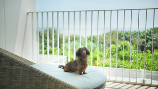 ジュニア スイート ダブルベッド 2 台