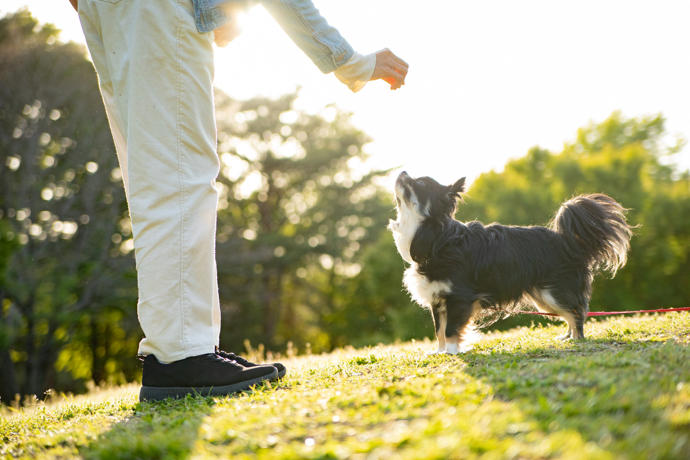 夕日の丘で飼い主とたわむれる黒いロングコートチワワ