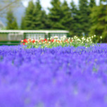 花好きカメラ女子におすすめ！札幌人気の花スポット「百合が原公園」をご紹介！