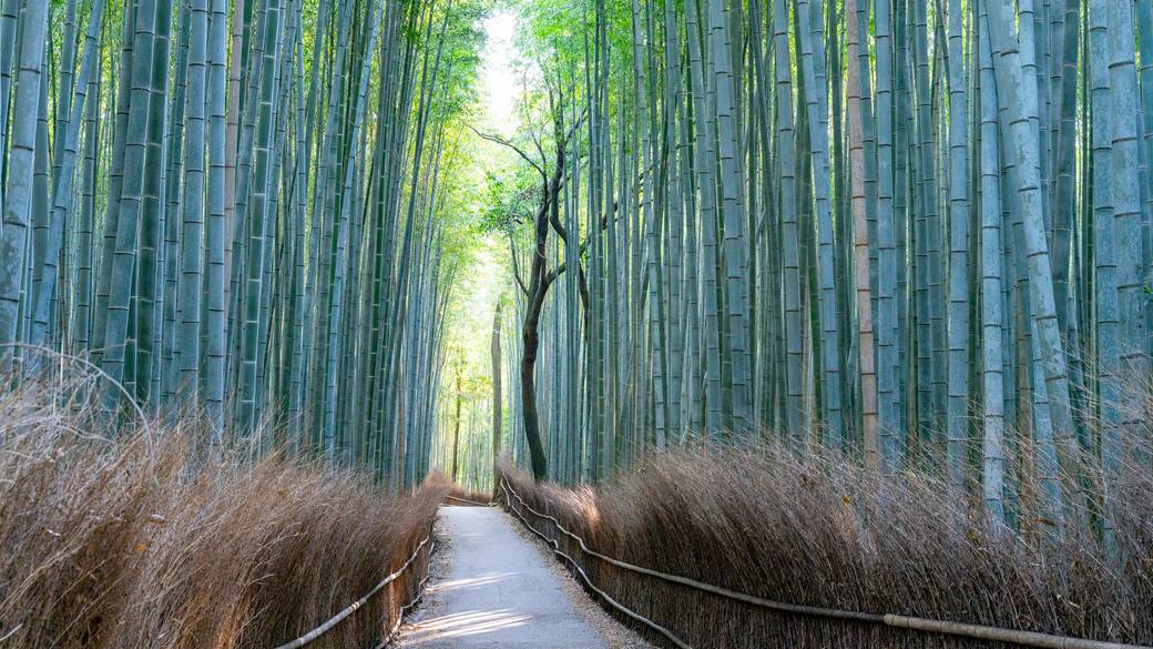 竹林の小道 / 5