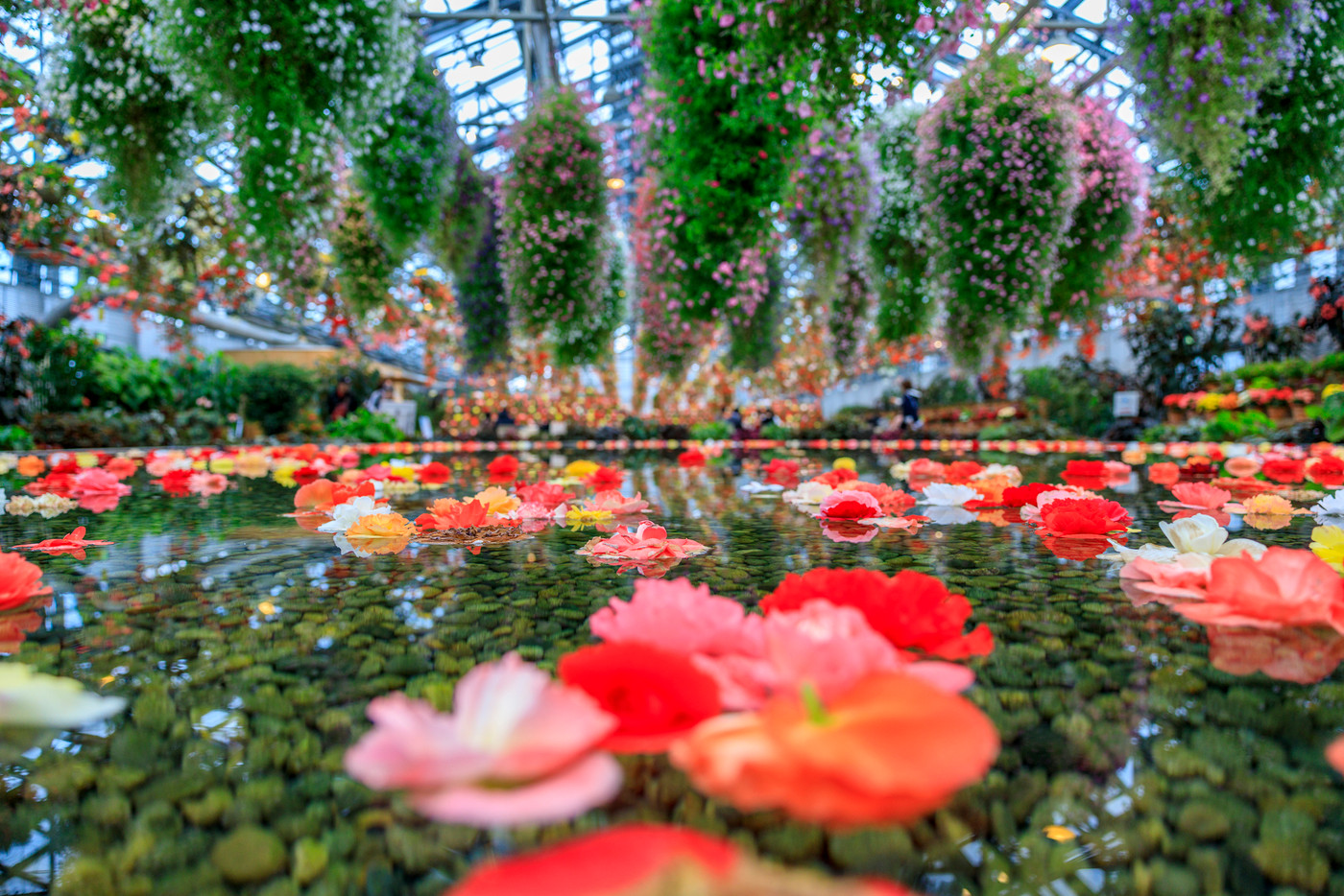 なばなの里 ベゴニアガーデン