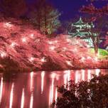 【2018年】新潟・日本三大夜桜ひとつ「高田公園」の桜の見ごろは4月中旬!