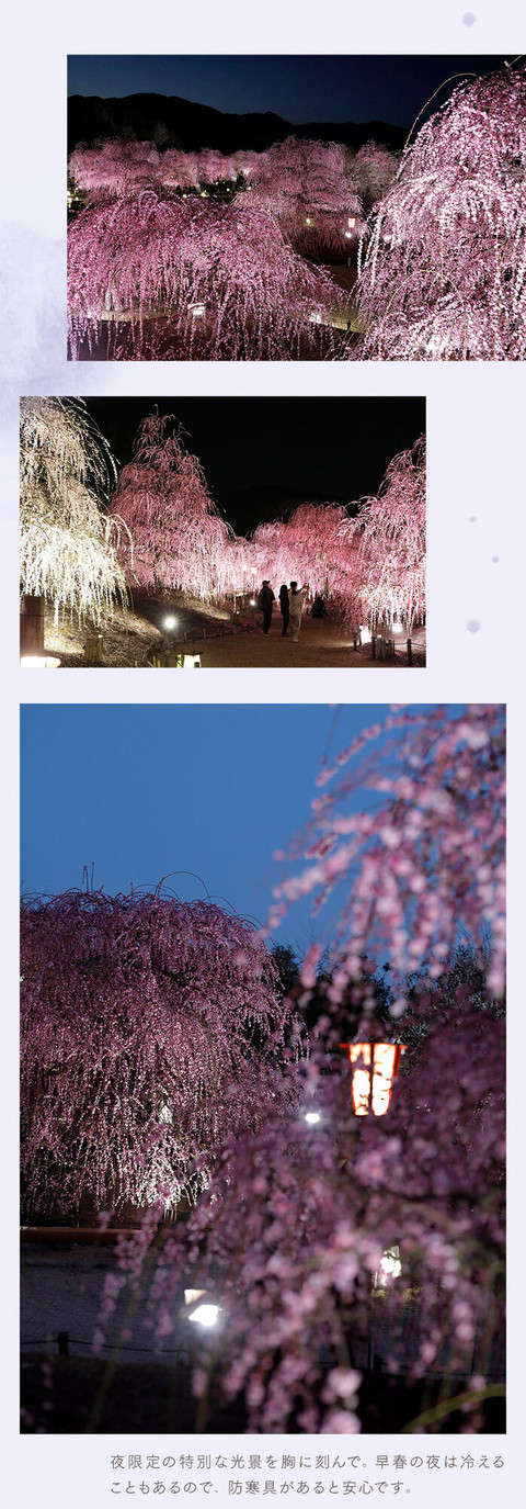 梅の花の香りに誘われて。幻想的なお花見 - 8